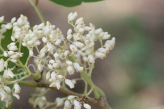 Dalbergia latifolia